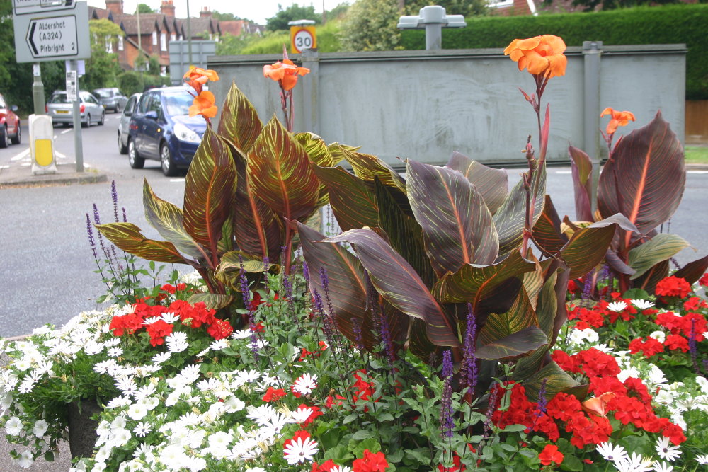 Canna Virus in a traffic scheme, 2014