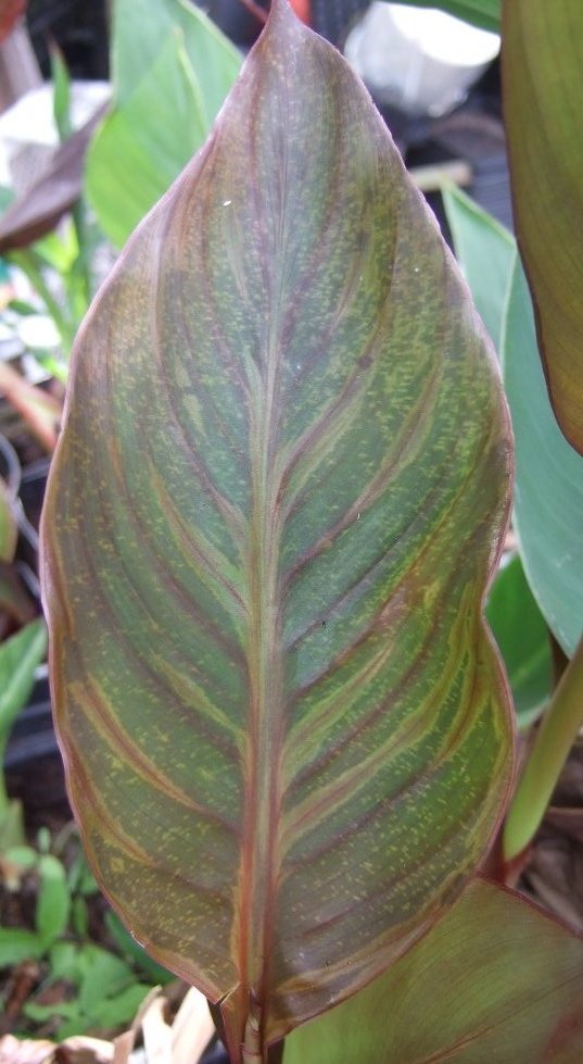 Virus in bronze leaf
